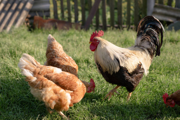 istock Chickens and rooster foraging in green grass on a farmyard. 2175272937