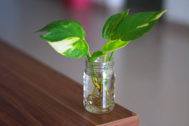 A lush green pothos plant growing in water, displayed in a clear glass jar for a natural look.