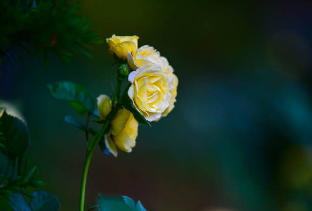 a beautiful rose in spring.
