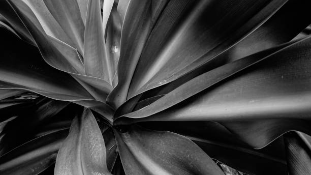istock Beautiful pattern of monochrome lily flower leaves. 2175279878