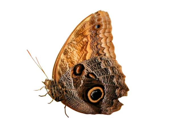 closeup of owl butterfly isolated on white background