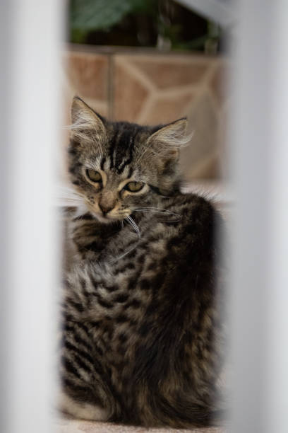 I found this kitten sitting in some stairs of a house in Puerto Rico