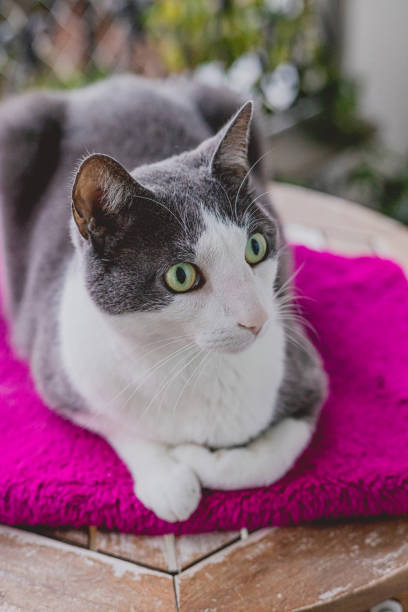 istock domestic white and grey cat lying on fuchsia blanket. Looking slightly to the side. 2175281399