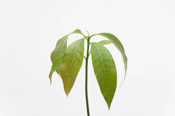 mango sapling on a white background.