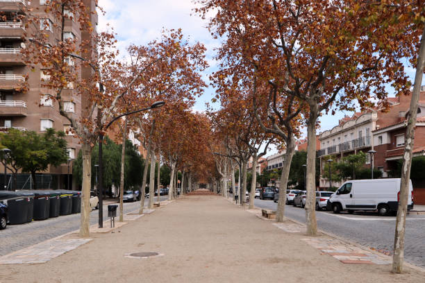 Tree-Lined Urban Promenade in Autumn