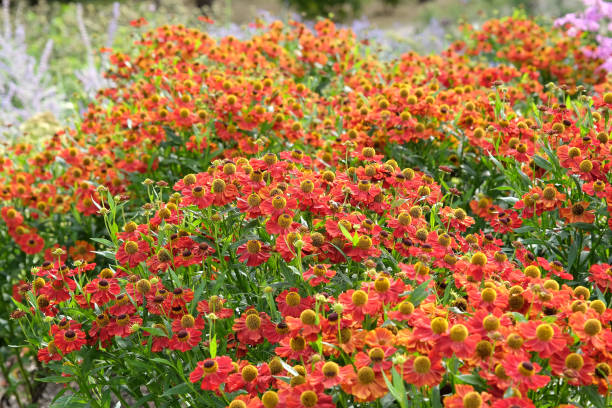 istock Bright red helenium sneezeweed Rubinzwerg in flower. 2175289563