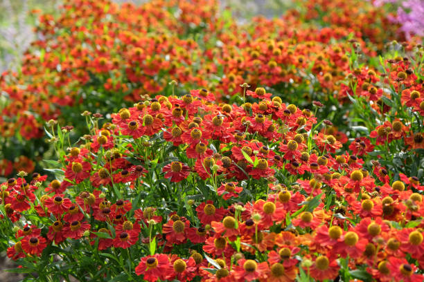 istock Bright red helenium sneezeweed Rubinzwerg in flower. 2175289712