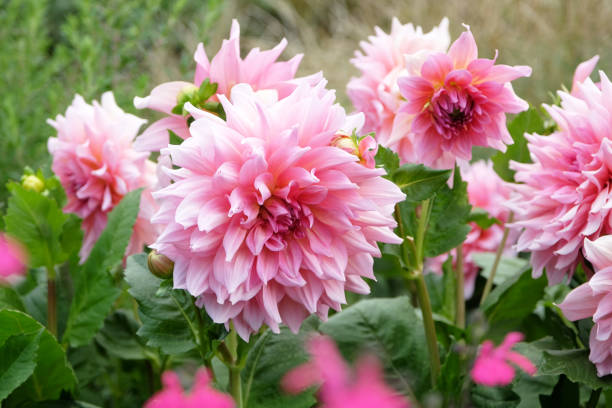 istock Pink dinner plate dahlia Ottos Thrill in flower. 2175290508