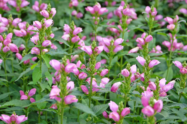 istock Pink Chelone obliqua, twisted shell flower, in bloom. 2175290557
