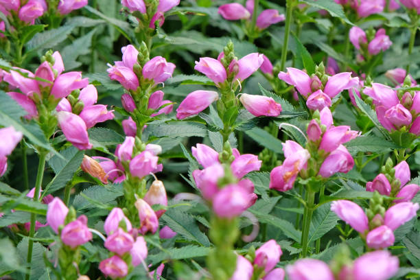 istock Pink Chelone obliqua, twisted shell flower, in bloom. 2175290591