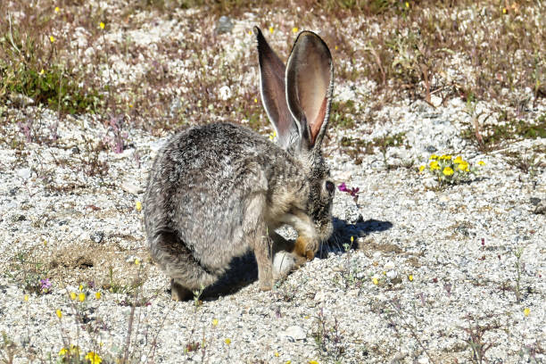 Free picture: black, tailed, jackrabbit, animal