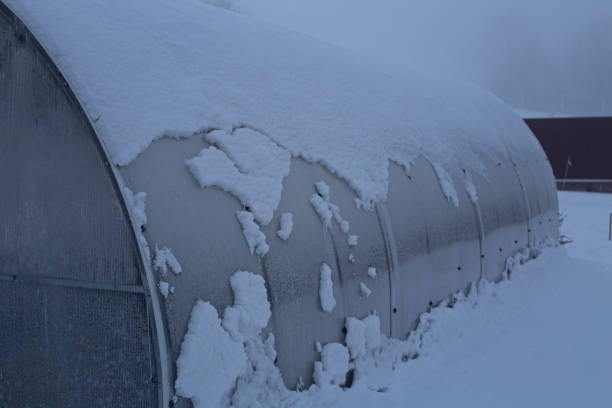 istock Snow-covered polycarbonate greenhouse. A huge polycarbonate greenhouse under the snow 2175295746