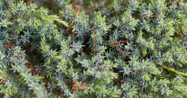 istock Close up of dense juniper foliage with sharp, needle like leaves, highlighting vibrant green and blue hues. 2175296068