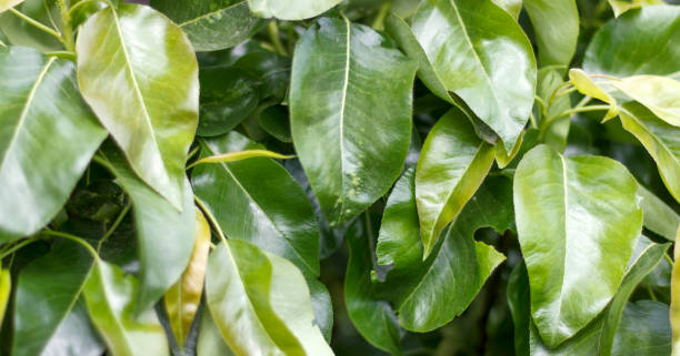 istock Vibrant green leaves with glossy texture, densely packed on lush plant, reflecting sunlight. 2175296175