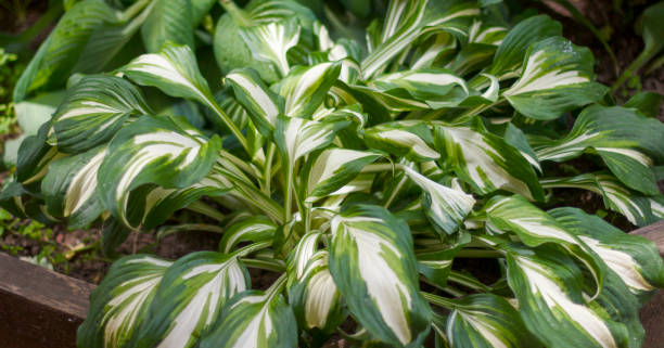 Lush green and white variegated hosta leaves in shaded garden, perfect for landscaping or botanical projects. stock photo