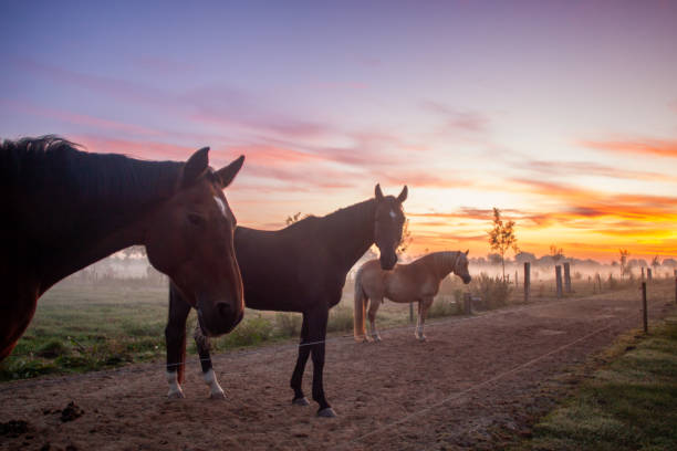 Horses in a whey on a farm by sunrise