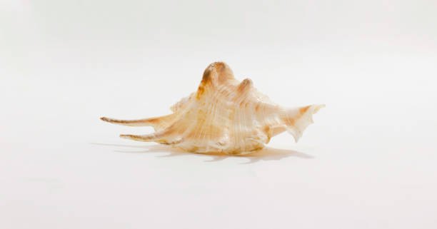 Delicate seashell with intricate details on light background, ideal for natural and coastal themed designs.