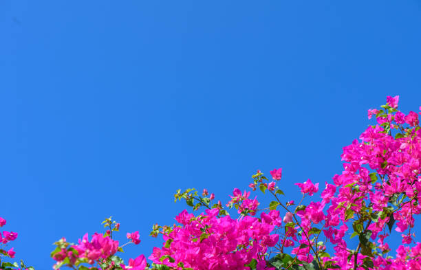 istock red bougainvillea flowers against blue sky 2175299287