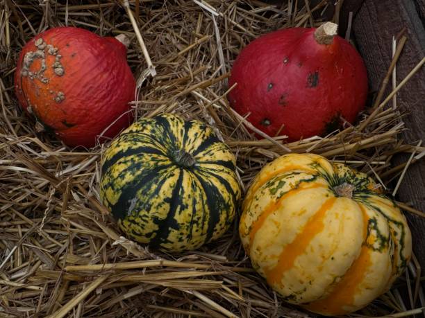 istock colorful pumpkins in the hay 2175299557