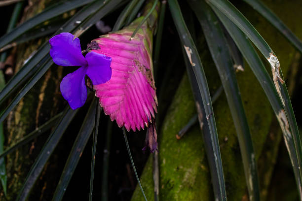 Pink Quill Flower (Tillandsia cyanea)