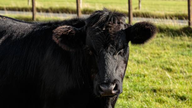 istock Young Black Angus Bull Next To Fence. 2175300446