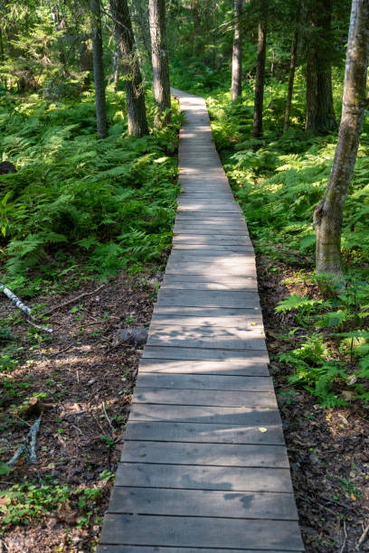 istock A wooden walkway extends through vibrant ferns in the forest 2175307608