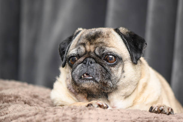 istock Portrait of a funny dog. Folded muzzle of a pug 2175308070