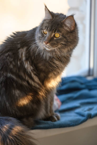 istock Close-up Portrait of Expression Maine Coon Cat 2175308159