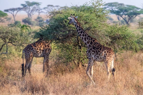 istock Masai Giraffe in the Serengeti 2175308237