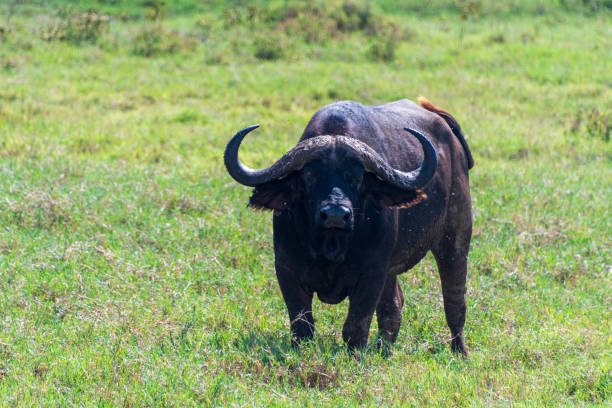 istock Bufalo in Lake Nakuru National Park 2175308275