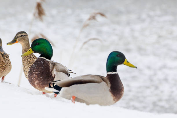 istock wild ducks in the snow in winter 2175308975