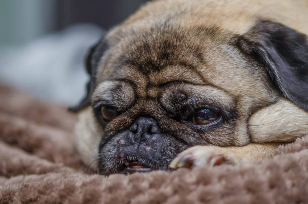 istock Pug: With their wrinkled faces and charming personalities, Pugs are affectionate and playful companions 2175308978