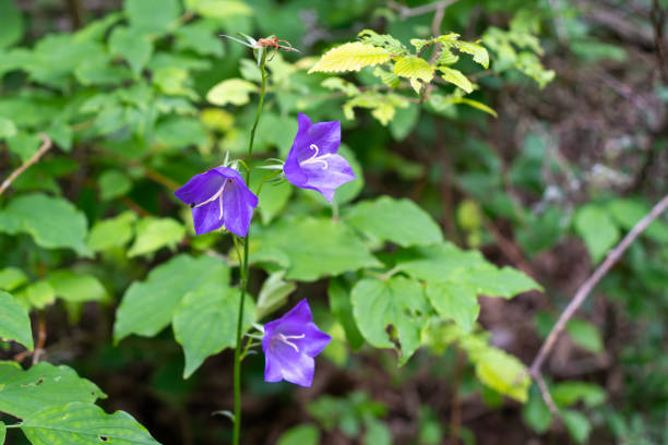 A vibrant purple wildflower with five petals stands out against a blurred green background, showcasing its delicate beauty.