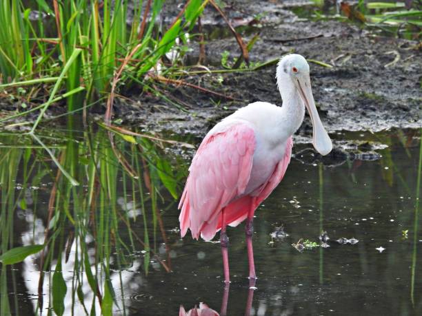 istock Roseate Spoonbill (Platalea ajaja) - standing in the wetlands 2175317752