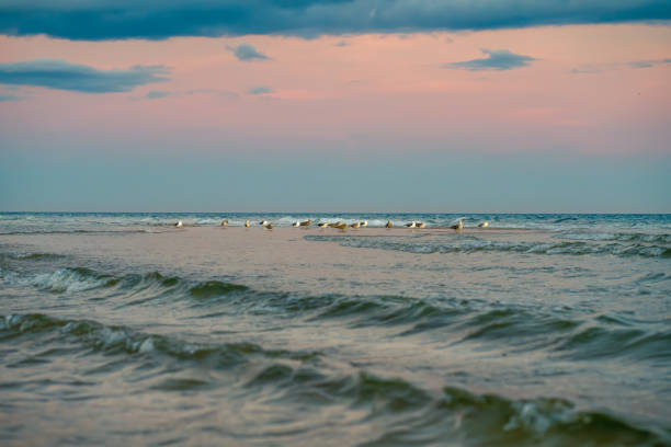 Calm ocean scene with birds and soft waves beneath colorful evening clouds.