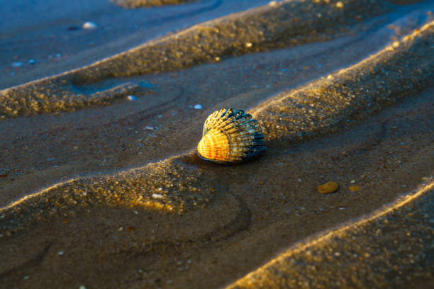Close-up of a green spiral seashell with natural texture, placed among colorful beach stones. Perfect for marine, vacation, and nature-themed design.