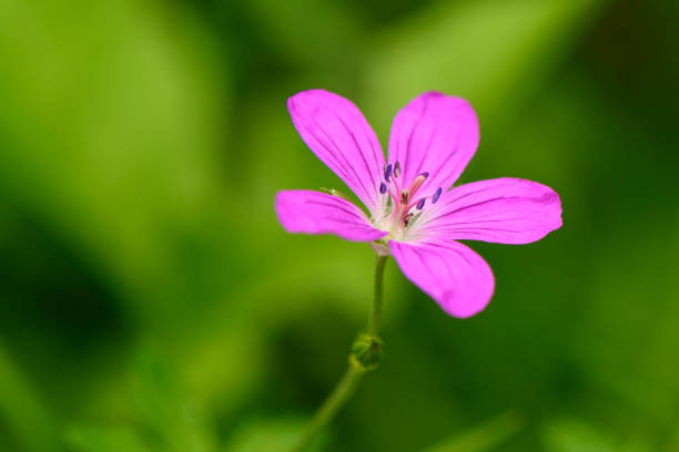 selective focus: Fly perched on pink and white striped flower known as Geranium