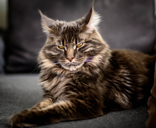 istock Beautiful young cat on grey background. 2175320505