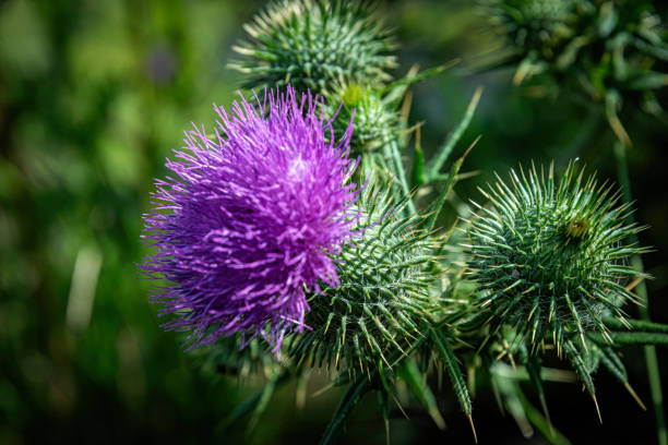 istock Flowering prickly thistle on the summer field 2175323768