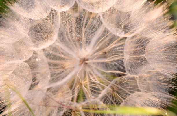 dandelion plant and flying feathers, natural dandelion plant and ball-shaped feathers on it