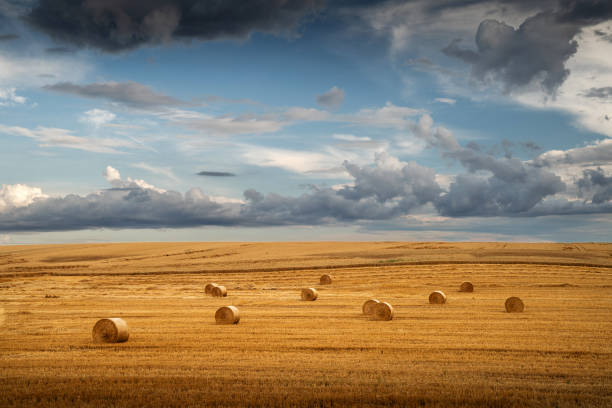 Scattered hay bales in a vast golden field with a backdrop of cloud-filled sky. Horizon stretches infinitely. A wide-open space creates a serene and calm atmosphere.