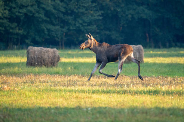 istock Moose walking in a green meadow with hay bales 2175325509
