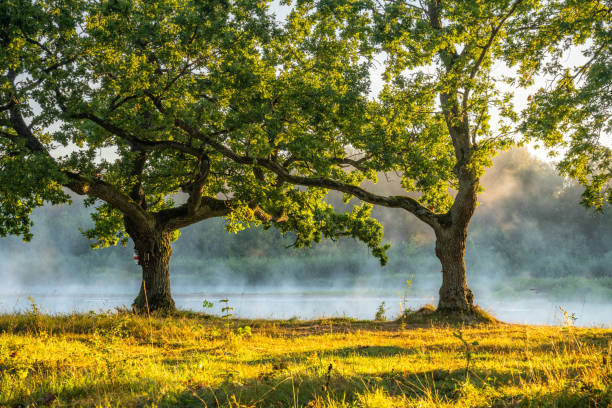 istock Two large trees by misty river at sunrise 2175325515