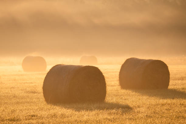Free Stock Photo of Bales of hay in misty golden field at dawn ...