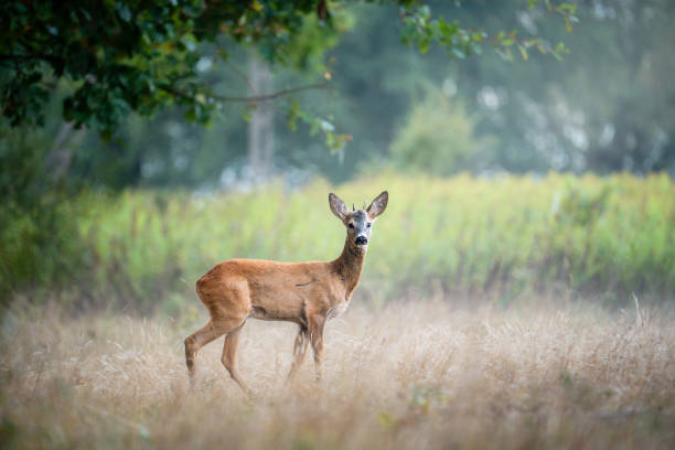 istock Deer standing in a misty field with green background 2175325534