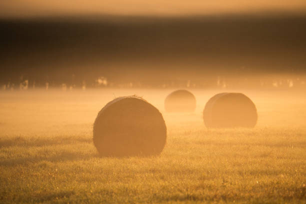 Hay bales scattered in an open field with mist and a golden sunrise providing soft light.