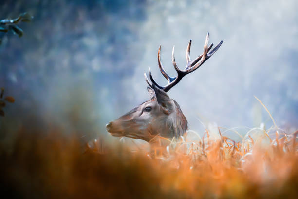 White deer close up