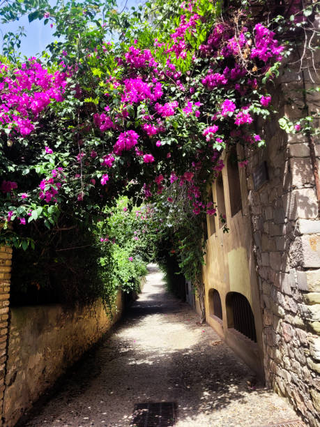 istock Village with flowers 2175327765