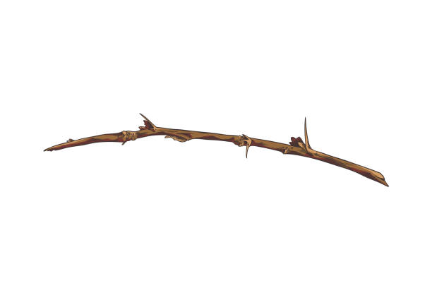 istock Brown thin long branch of gooseberry. 2175327813