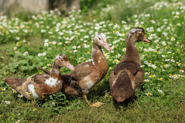 istock Ducks Resting in Field of Wild Daisies. Farming. 2175330118